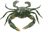 live seafood exports, exporters, marine products, mud crab, India, frozen sea food, squids, cuttlefish, fish products, ribbon fish, Kerala, seafoods, fishes, sea food, shrimps, sea-food, exports, exporter seafood, Mud Crab, crab